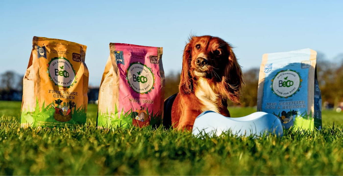 Protein best sale for dogs