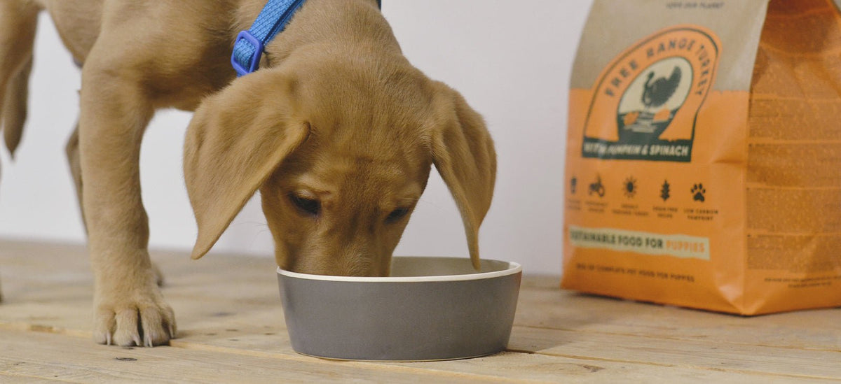 how much food should a 8 week old puppy eat