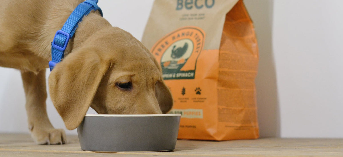 How many grams of food should a puppy outlet eat