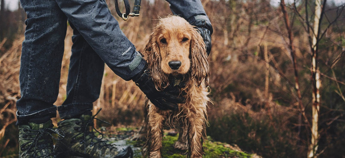 Dog sensitive skin clearance treatment