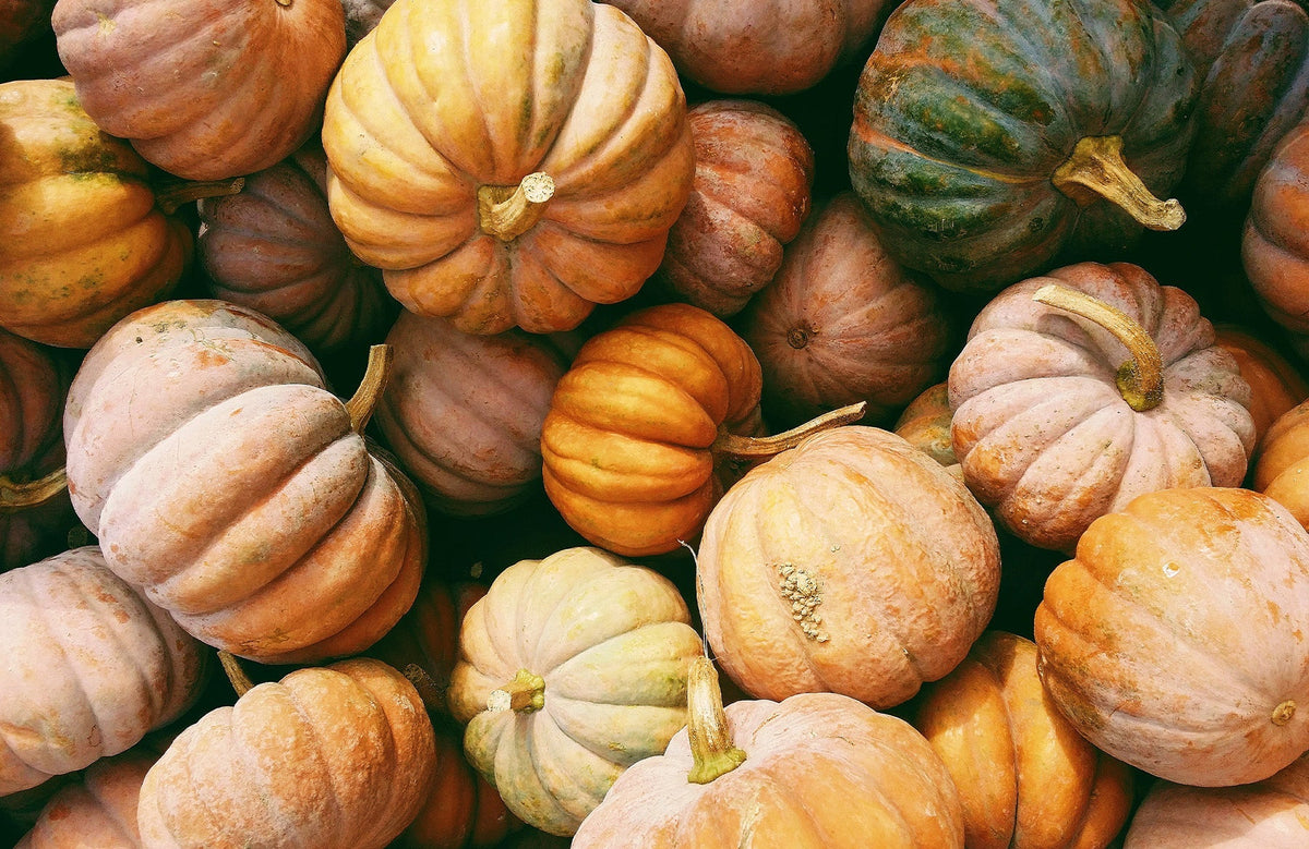 Is pumpkin hotsell toxic for dogs