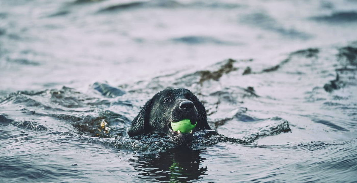 http://www.becopets.com/cdn/shop/articles/puppy-swimming-in-the-water-1692611479597_4d6dca18-6c08-4751-8861-b1df865ce863_1200x1200.jpg?v=1694440204