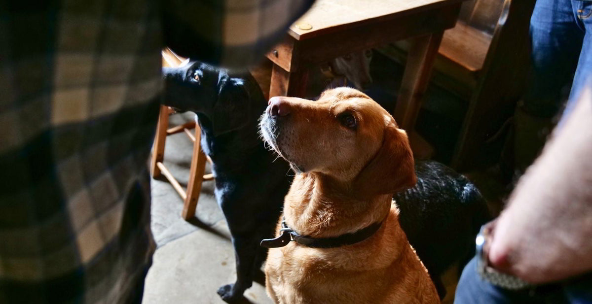 Can puppies shop eat treats