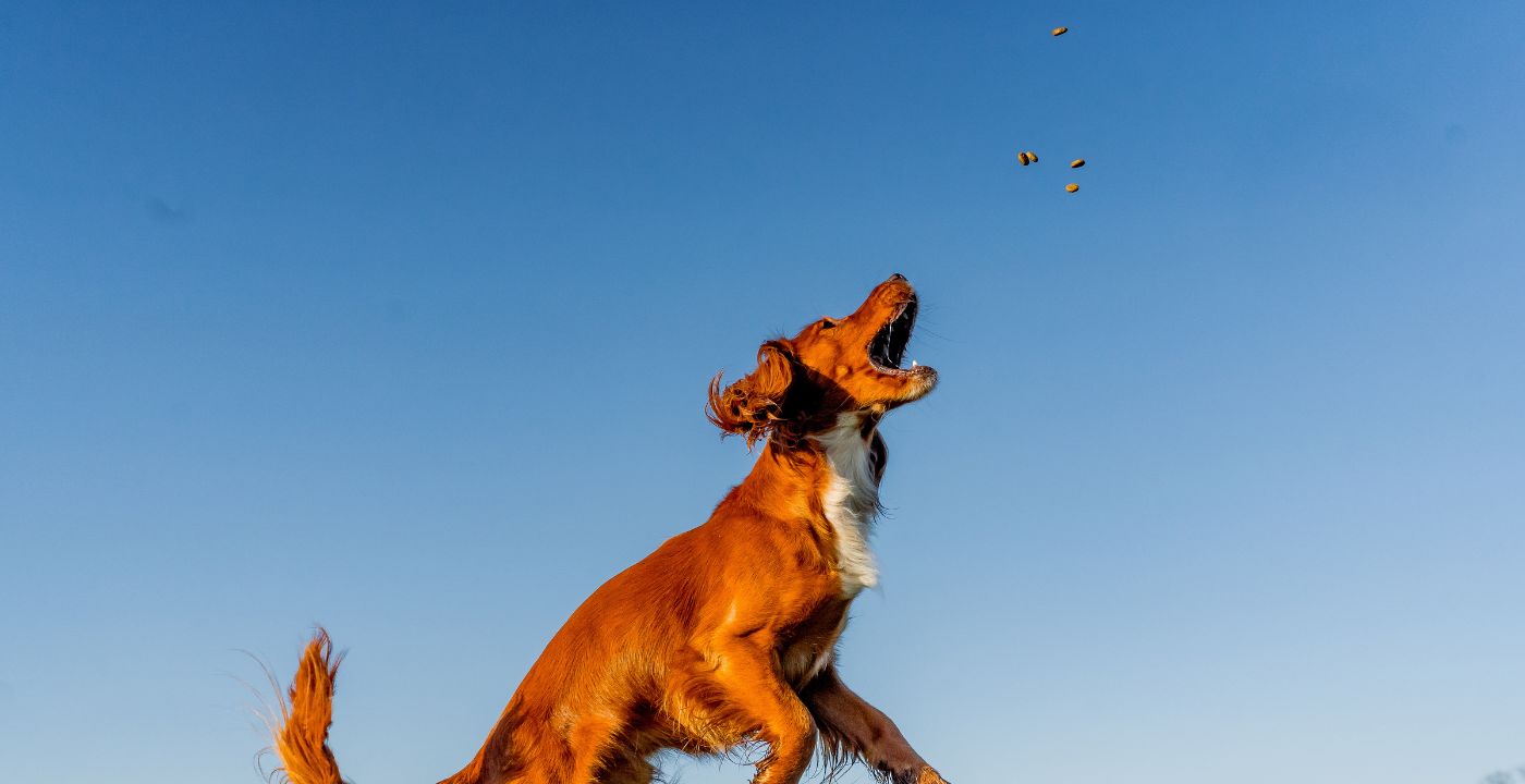 dog jumping high to get the treats