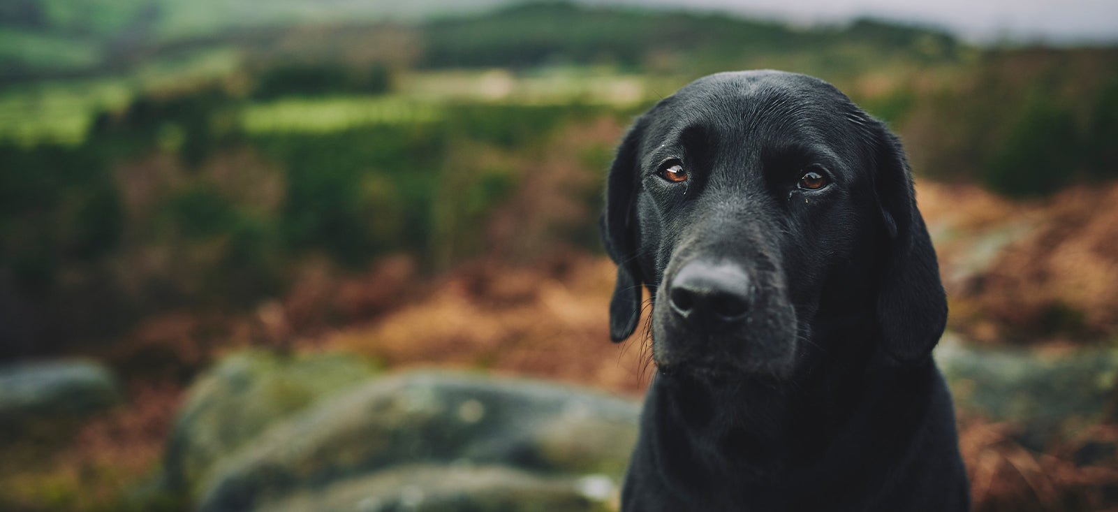 Dog food clearance giving puppy diarrhea