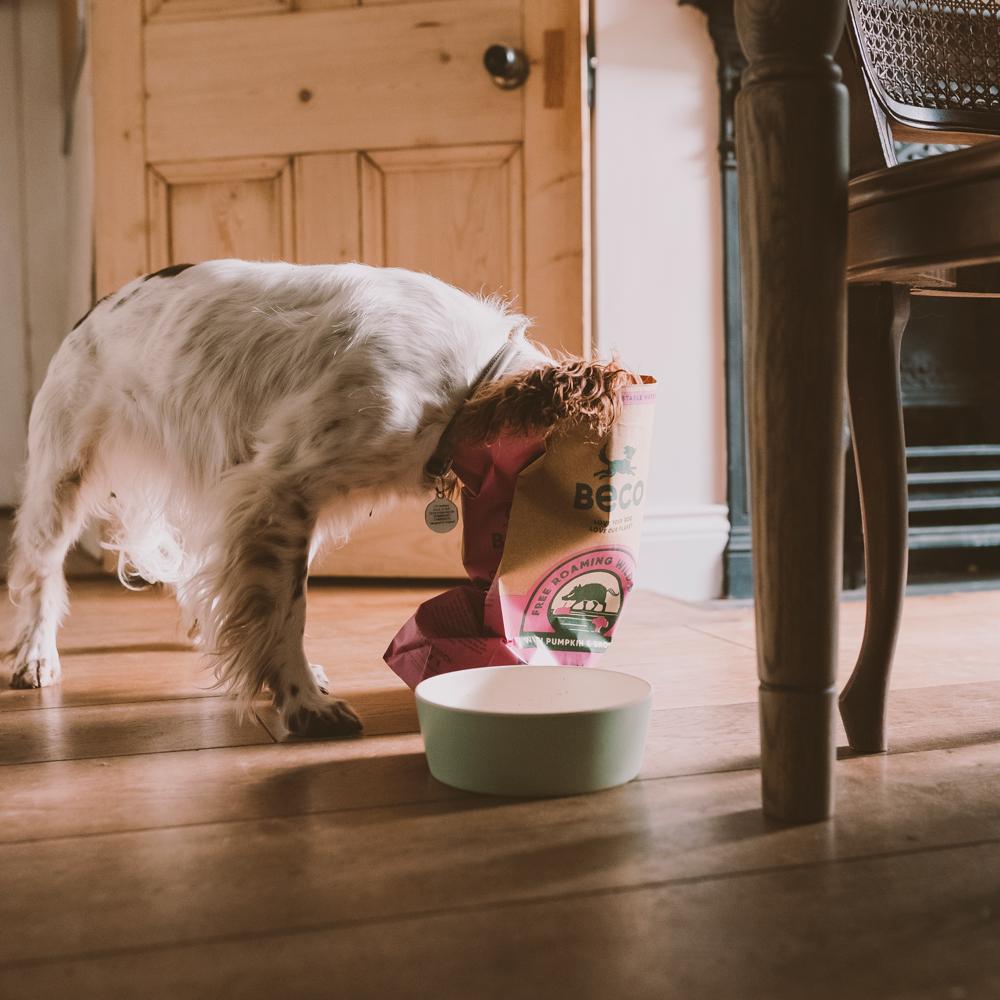 Is “Real Meat” Healthier for Dogs Than Meat Meal?