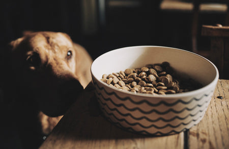 Is grain free good for your dog best sale