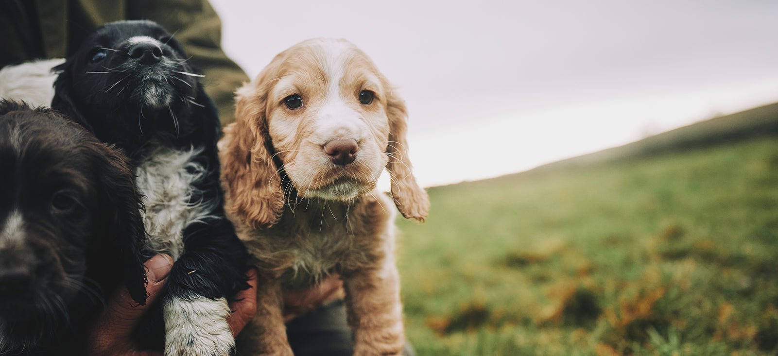 How often should clearance i feed my puppy