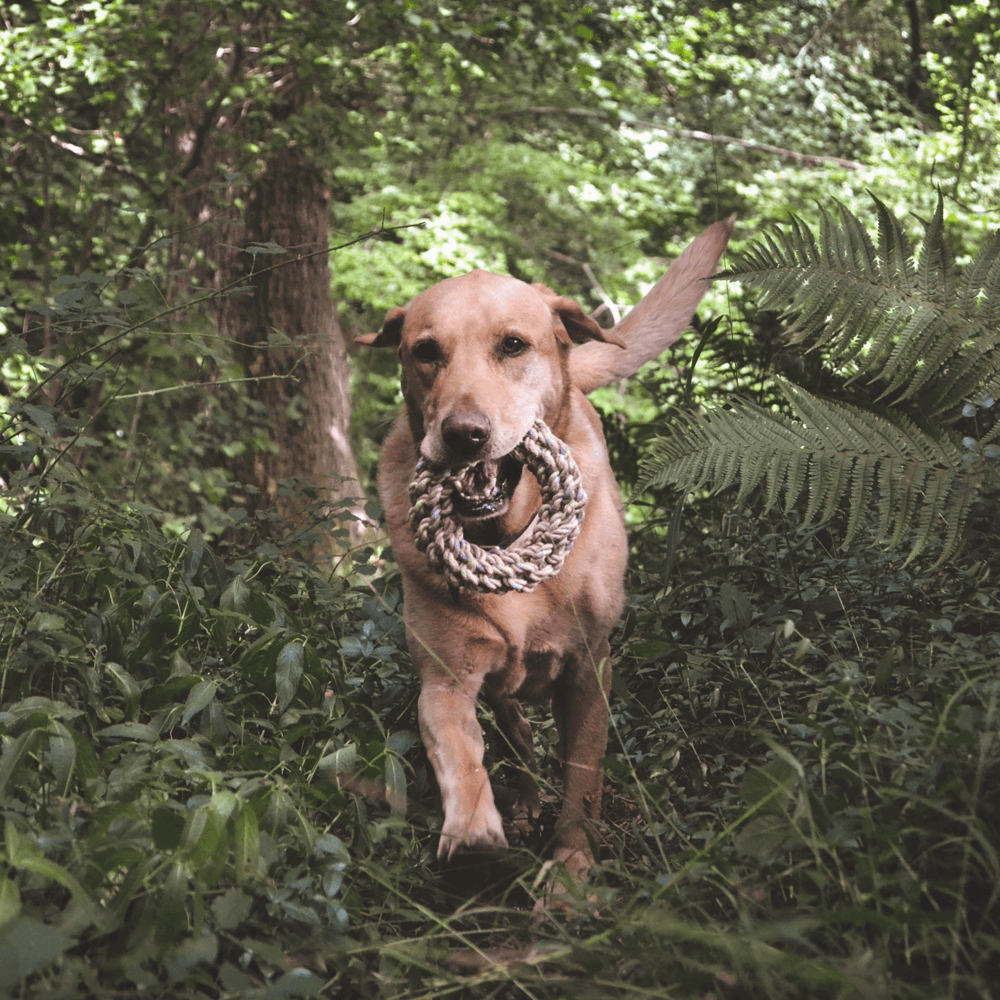 Double Trouble Durable Rubber Dog Toy - Made in the USA