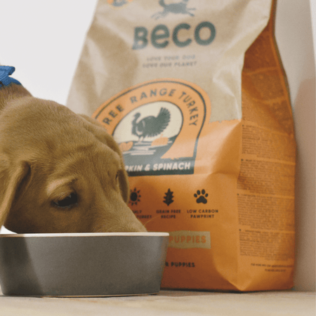 Places to get free dog food best sale