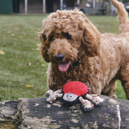 Plush Spider Dog Toy